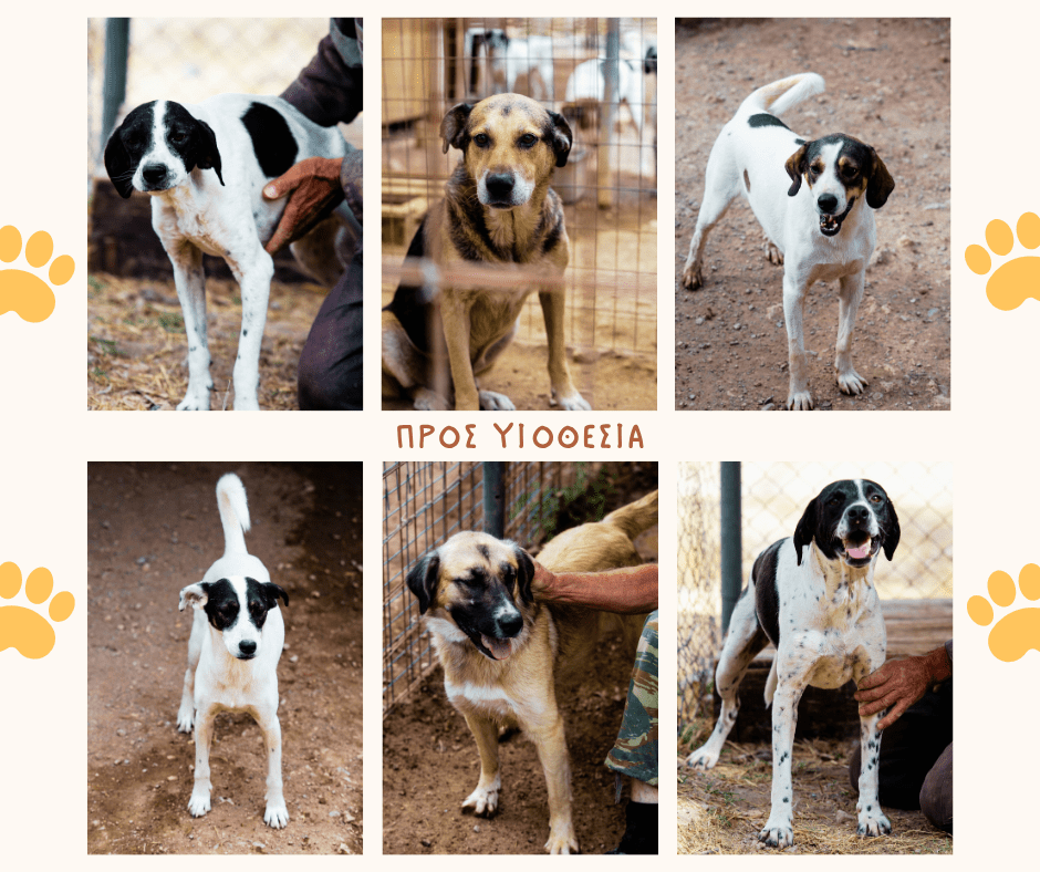 Ο Δήμος Πετρούπολης τιμά την Παγκόσμια Ημέρα Ζώων | 4 Οκτωβρίου