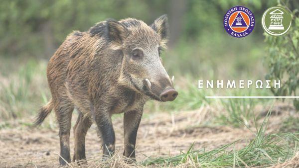 Σχετικά με την εμφάνιση άγριων ζώων στο Ποικίλο Όρος