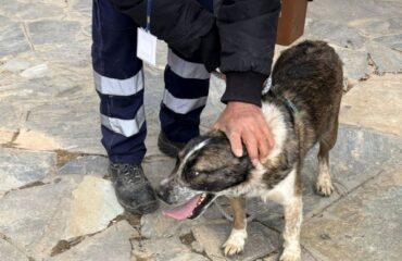 Με επιτυχία πραγματοποιήθηκε η Ημέρα Υιοθεσίας σκύλων