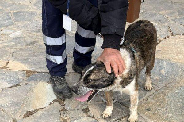 Με επιτυχία πραγματοποιήθηκε η Ημέρα Υιοθεσίας σκύλων