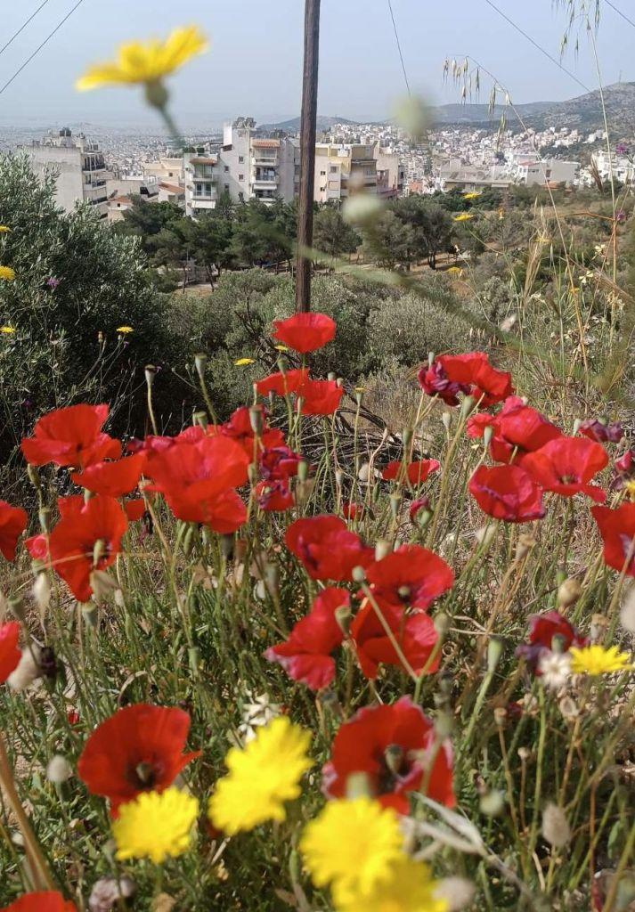 Πετυχημένη πεζοπορία «Γνωριμίας με το Ποικίλο Όρος»