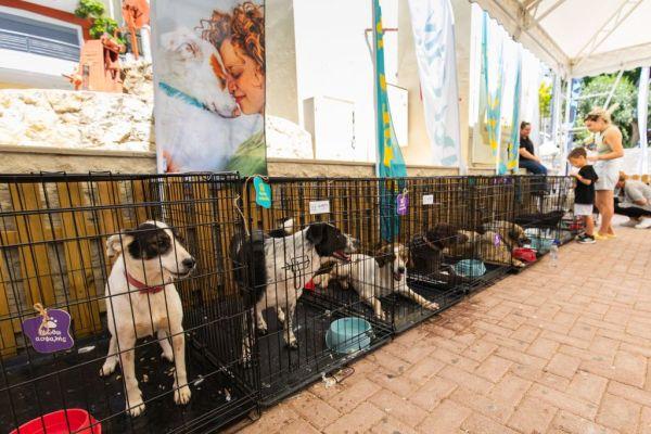 «A Day With My Pet»: Με μεγάλη επιτυχία πραγματοποιήθηκε στην Πετρούπολη η Ημέρα Υιοθεσίας «A Day With My Pet»: Με μεγάλη επιτυχία πραγματοποιήθηκε στην Πετρούπολη η Ημέρα Υιοθεσίας