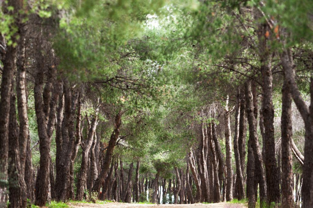 Δήλωση του Δημάρχου Πετρούπολης, Βαγγέλη Σίμου, για την Παγκόσμια Ημέρα Περιβάλλοντος
